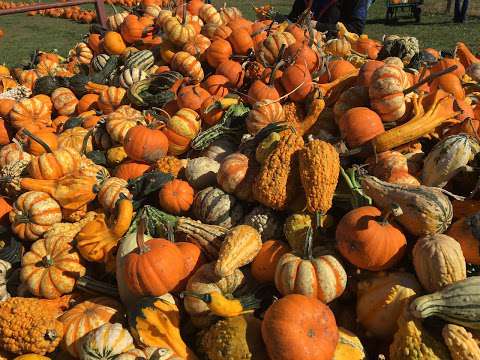 Black Bart's Pumpkin Patch, No Pets, CLOSED FOR THE SEASON 2017