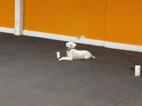 Decatur Obedience Training Clb